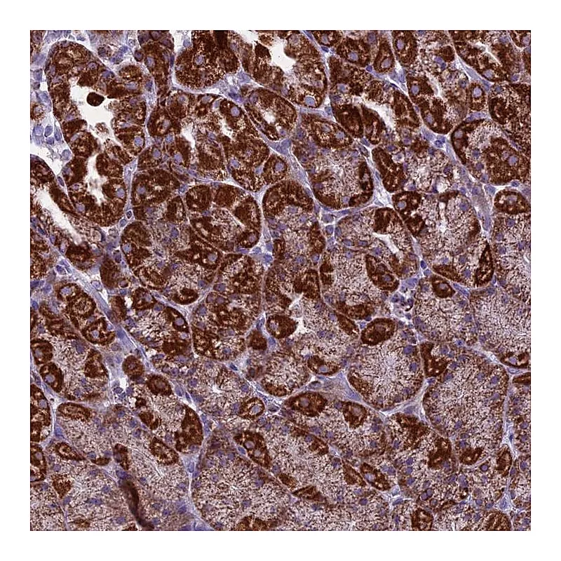 Atlas Antibodies Anti-MRPS34 Antibody