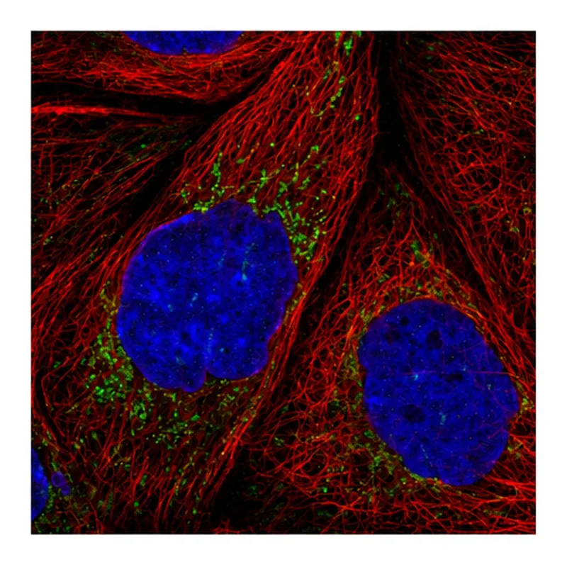Atlas Antibodies Anti-MRPS36 Antibody