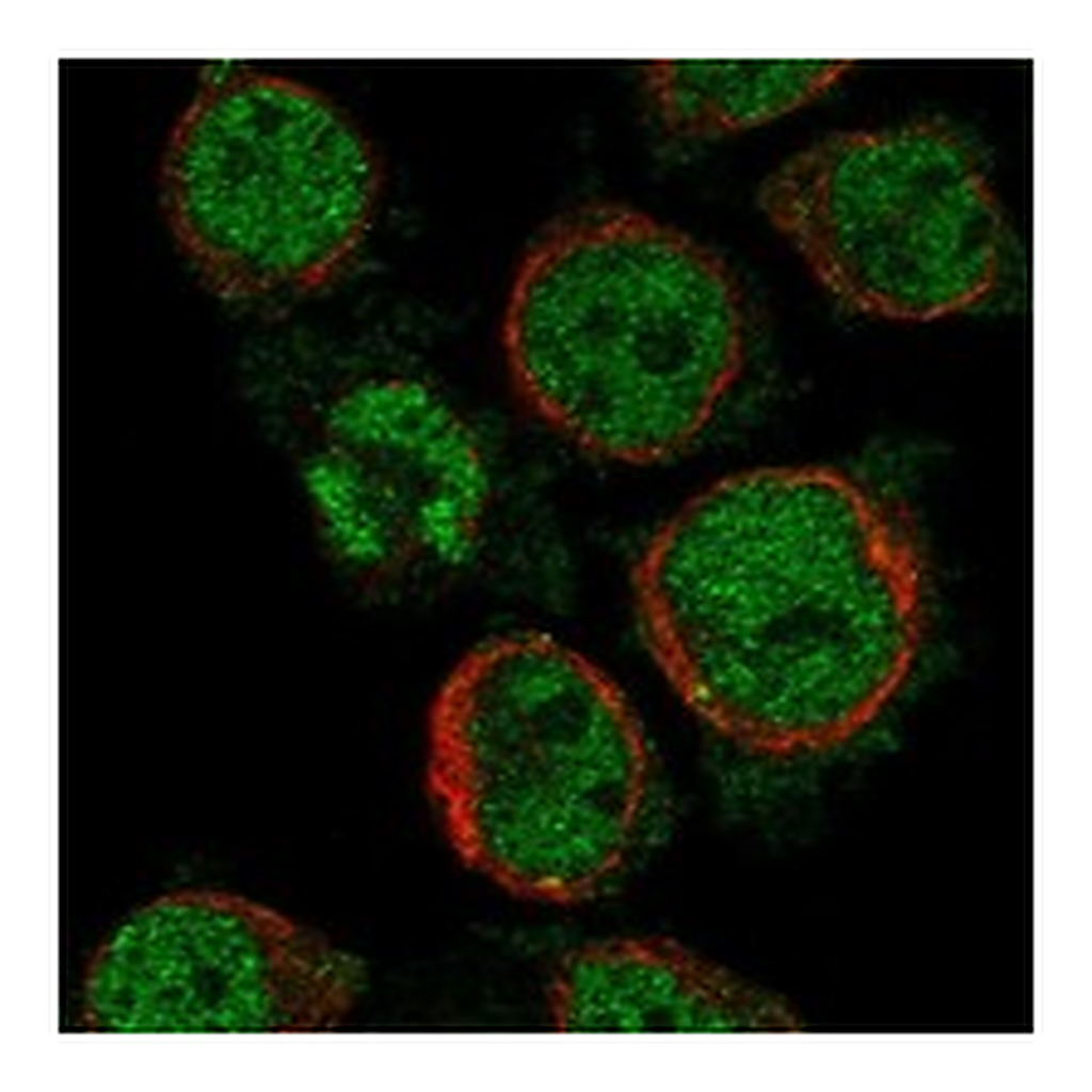 Atlas Antibodies Anti-MS4A14 Antibody