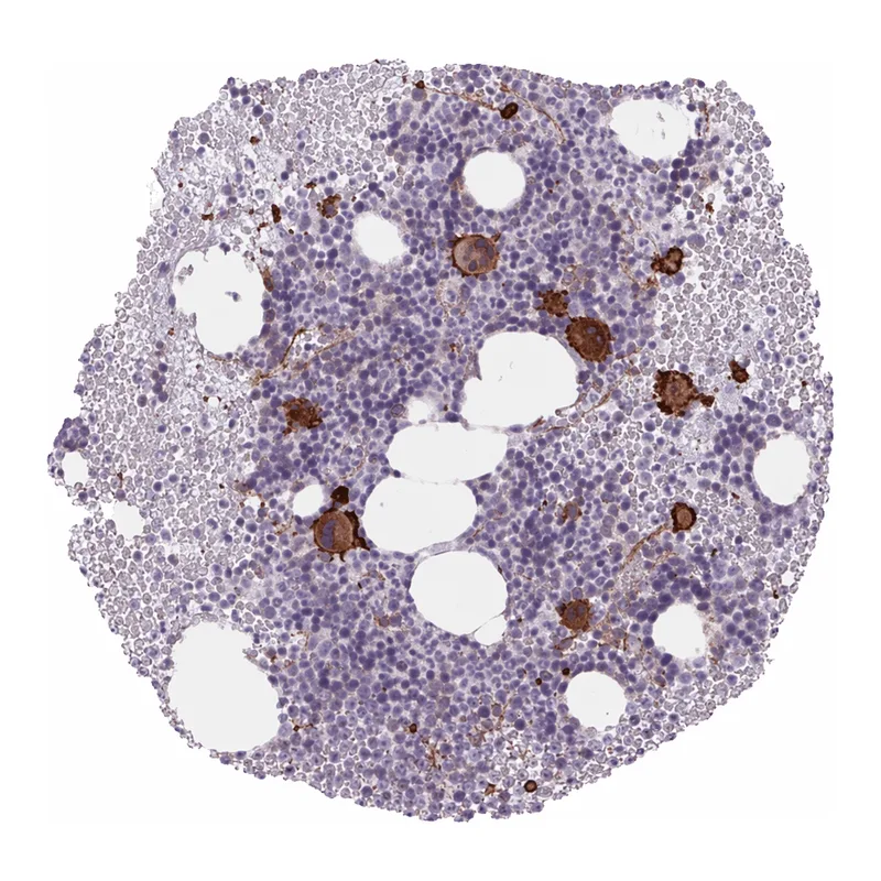 Atlas Antibodies Anti-MS4A13 Antibody