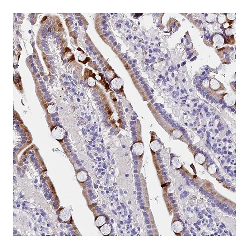 Atlas Antibodies Anti-MS4A18 Antibody