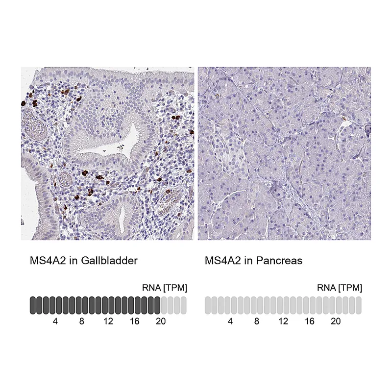 Atlas Antibodies Anti-MS4A2 Antibody