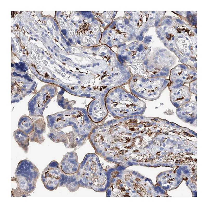 Atlas Antibodies Anti-MS4A4A Antibody