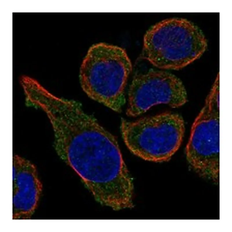 Atlas Antibodies Anti-MS4A15 Antibody