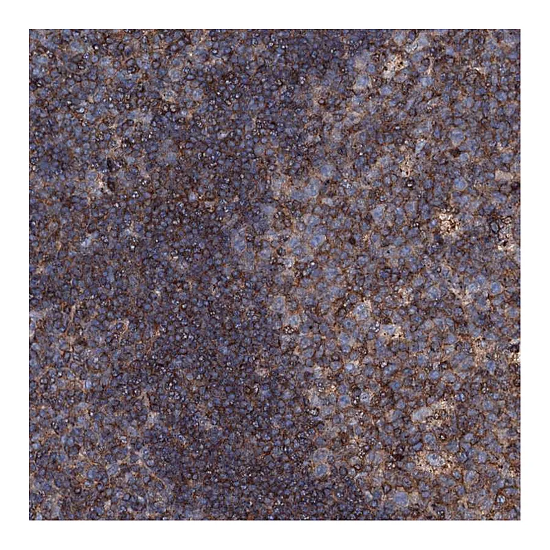 Atlas Antibodies Anti-MS4A4E Antibody