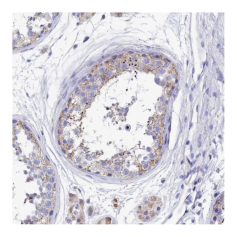 Atlas Antibodies Anti-MS4A5 Antibody