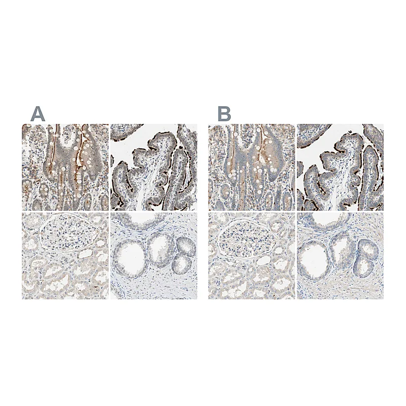 Atlas Antibodies Anti-MS4A8 Antibody