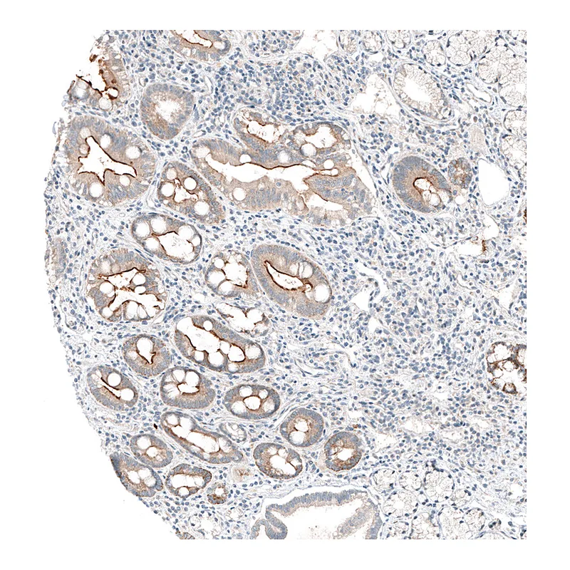 Atlas Antibodies Anti-MS4A6A Antibody