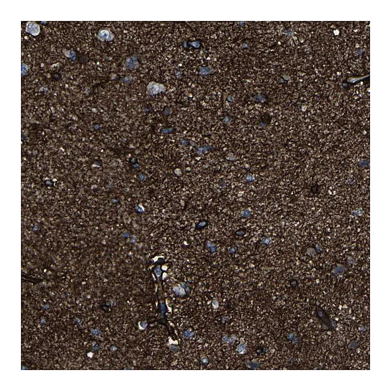 Atlas Antibodies Anti-MSANTD4 Antibody