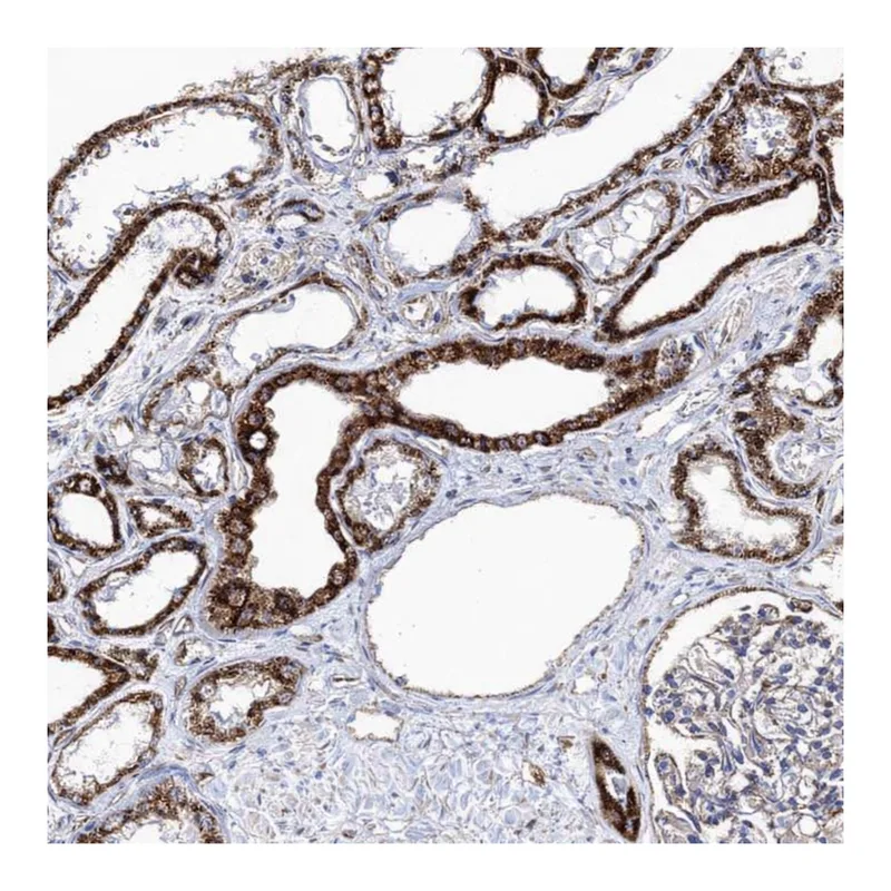 Atlas Antibodies Anti-MSANTD2 Antibody