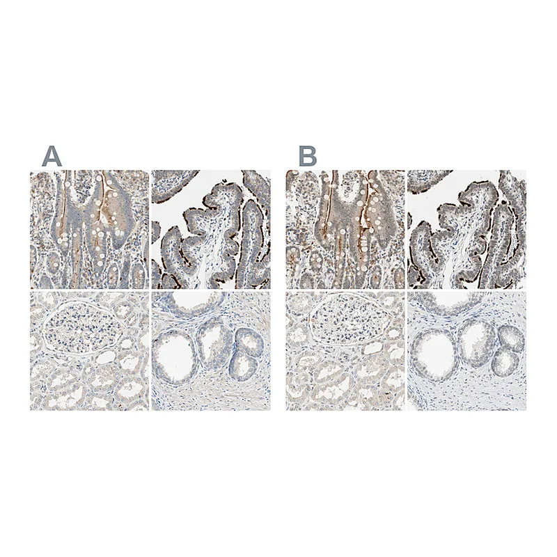 Atlas Antibodies Anti-MS4A8 Antibody