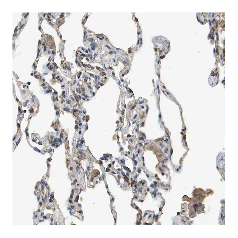 Atlas Antibodies Anti-MS4A7 Antibody