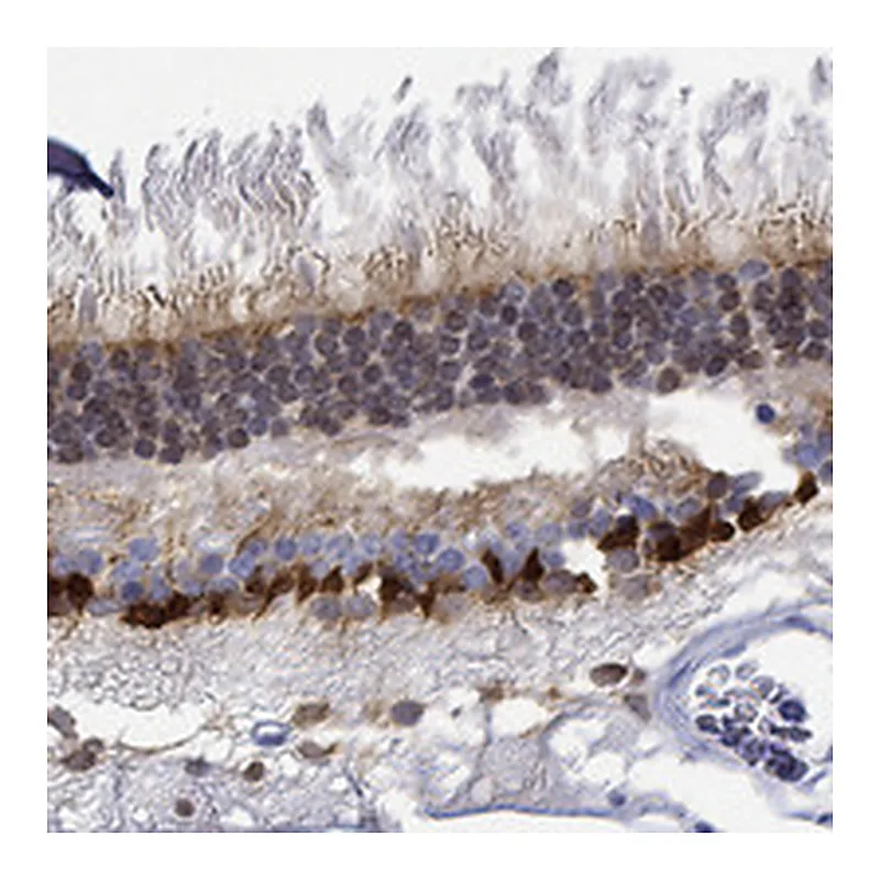 Atlas Antibodies Anti-MSI1 Antibody
