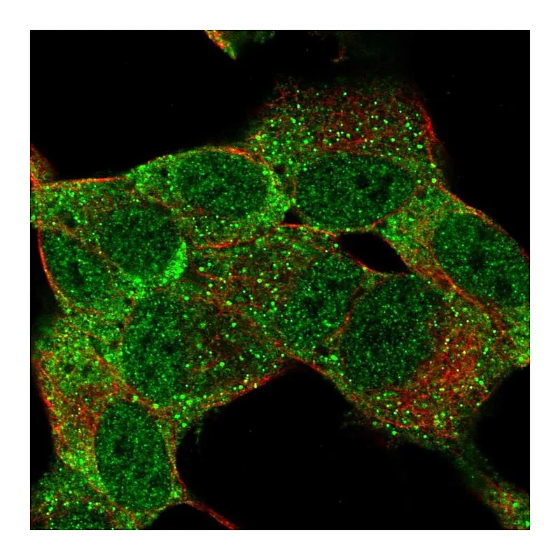 Atlas Antibodies Anti-MSI1 Antibody