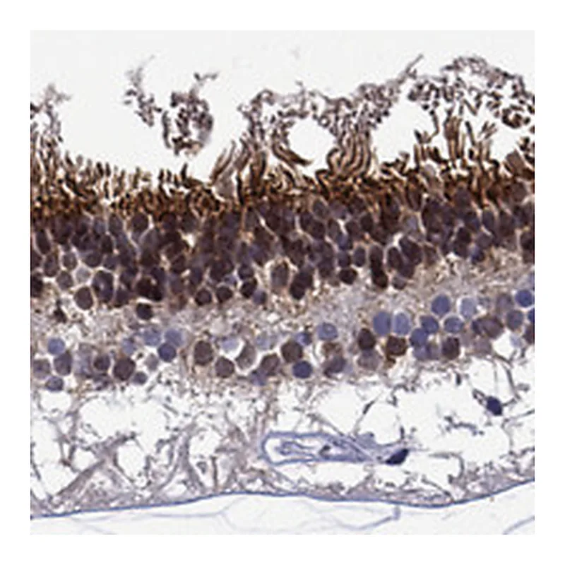 Atlas Antibodies Anti-MSI1 Antibody