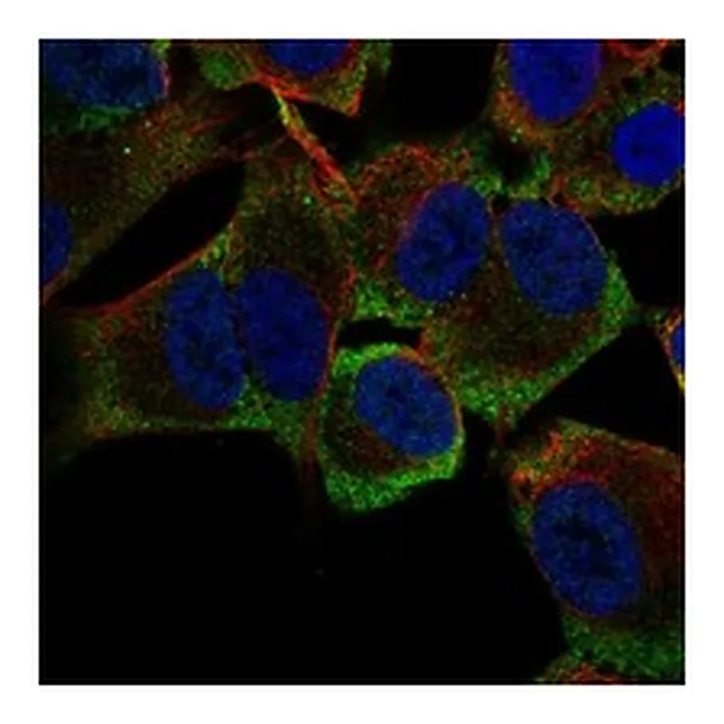 Atlas Antibodies Anti-MSI2 Antibody
