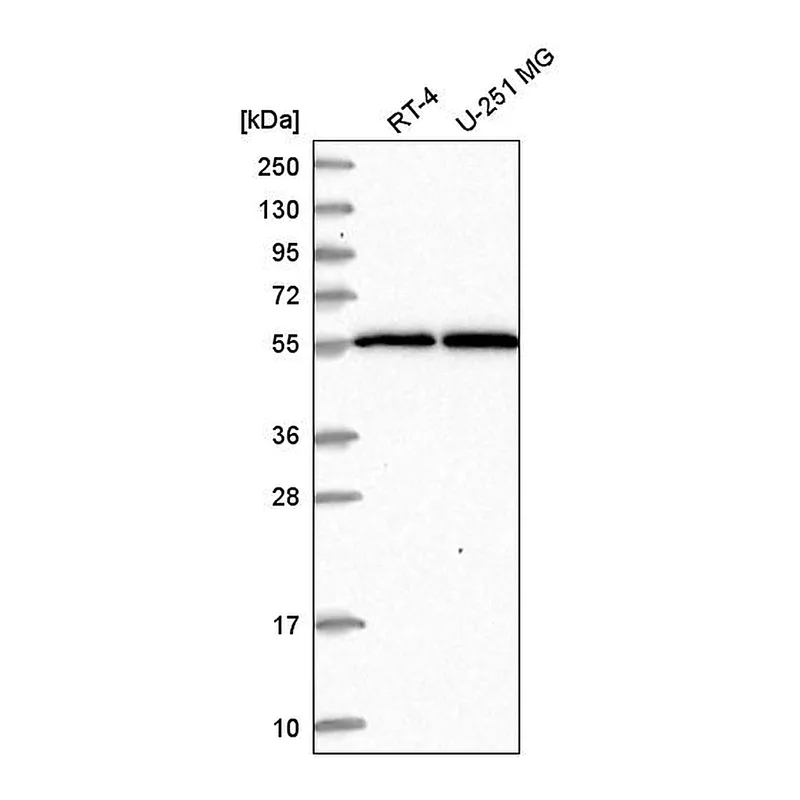 Atlas Antibodies Anti-MSL2 Antibody