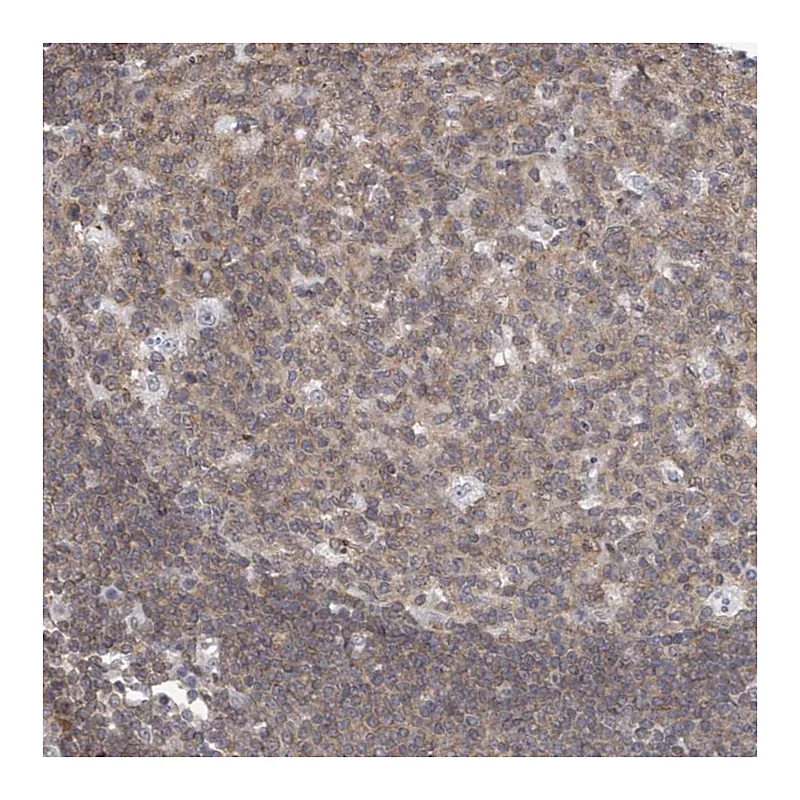 Atlas Antibodies Anti-MSL3 Antibody