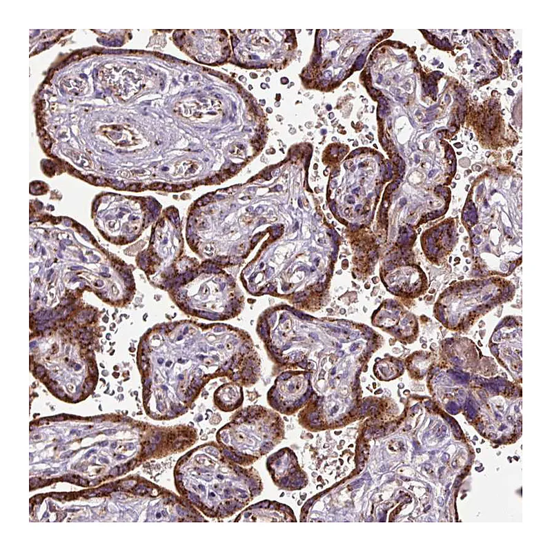 Atlas Antibodies Anti-MSMP Antibody