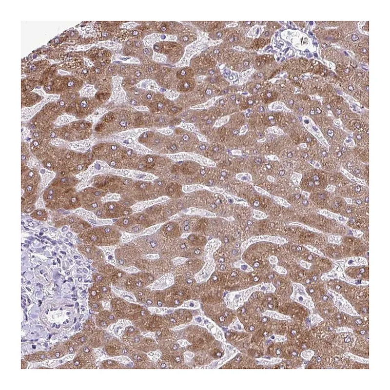 Atlas Antibodies Anti-MSMO1 Antibody
