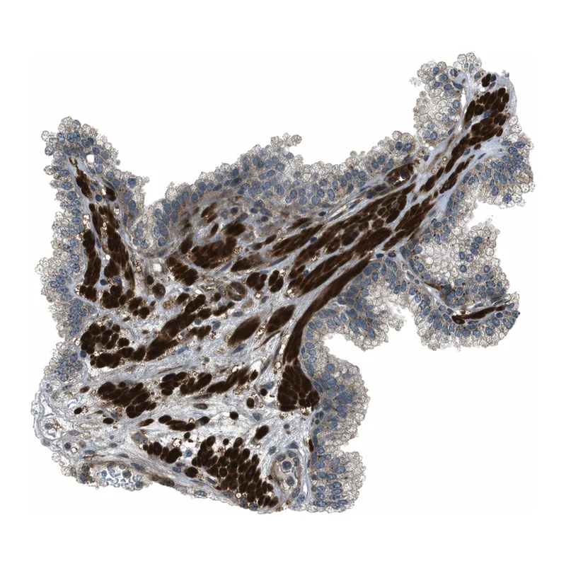 Atlas Antibodies Anti-MSRB3 Antibody