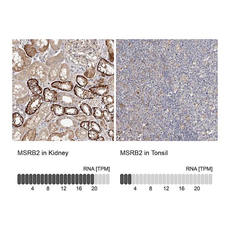 Atlas Antibodies Anti-MSRB2 Antibody