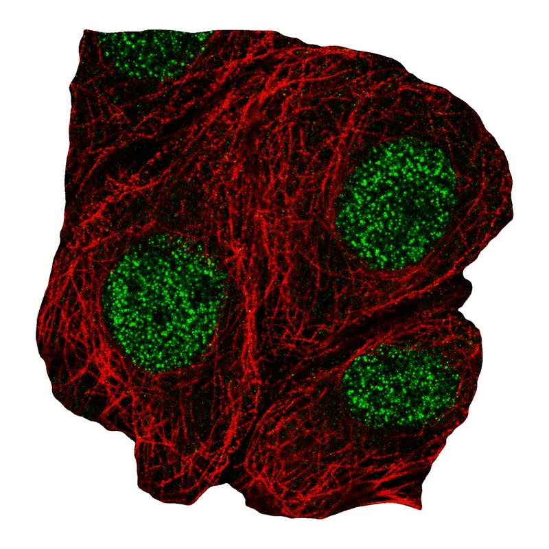 Atlas Antibodies Anti-MSRA Antibody