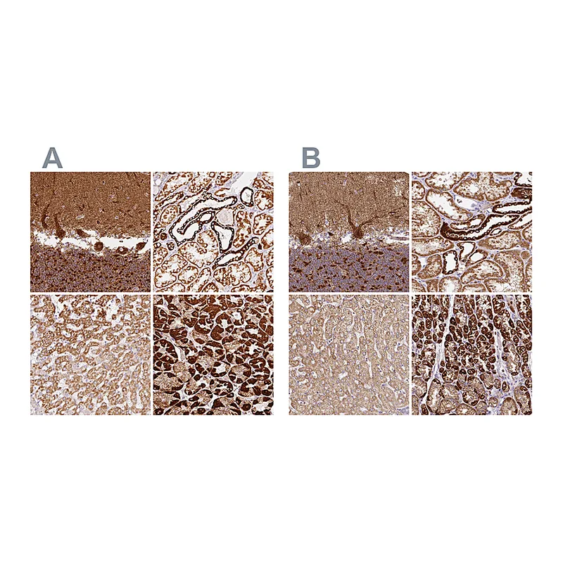 Atlas Antibodies Anti-MT-CO2 Antibody