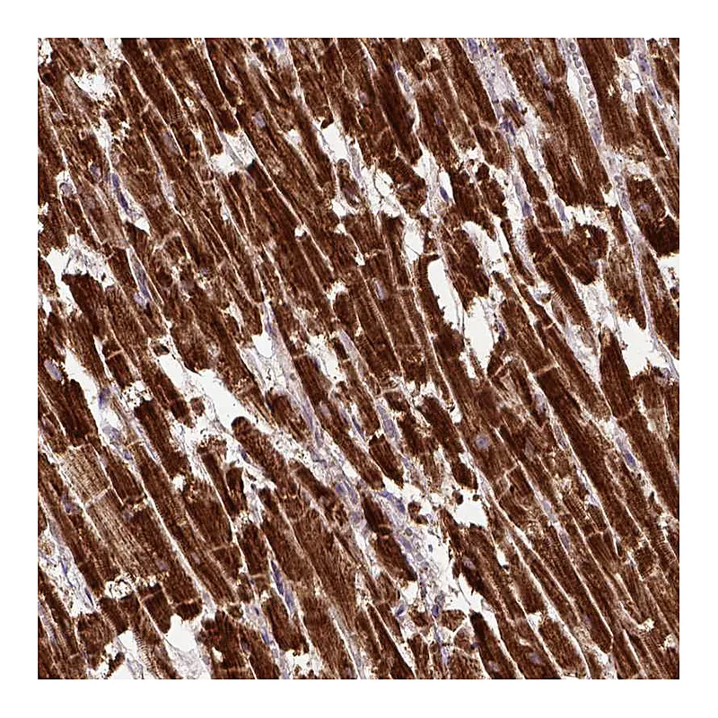 Atlas Antibodies Anti-MT-CO1 Antibody