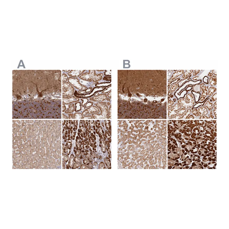 Atlas Antibodies Anti-MT-CO2 Antibody