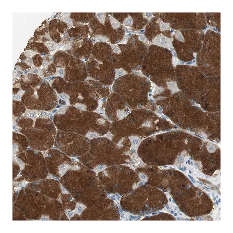 Atlas Antibodies Anti-MSTO1 Antibody