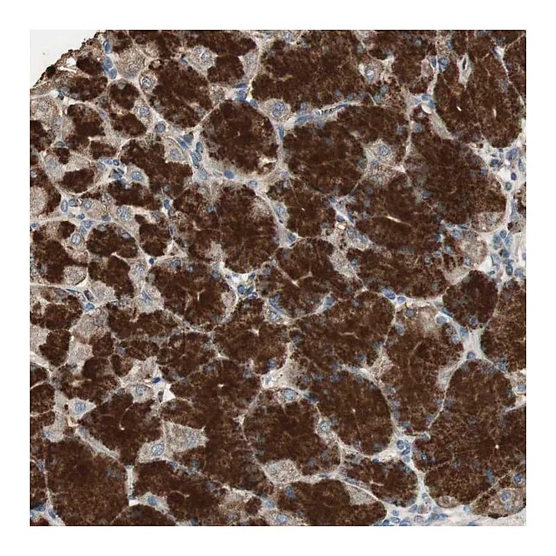 Atlas Antibodies Anti-MSTO1 Antibody