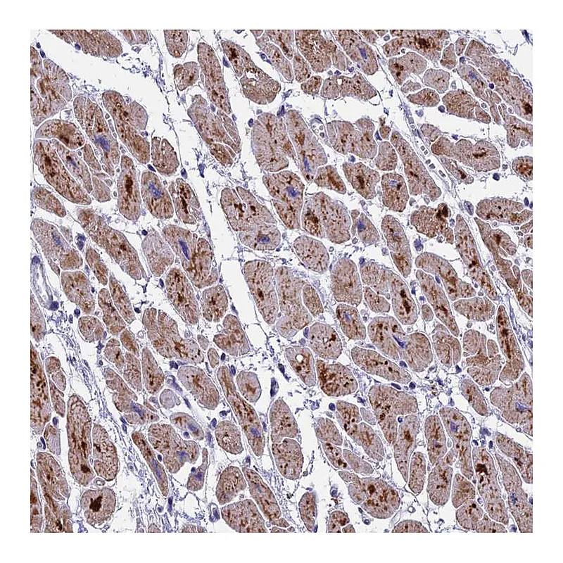Atlas Antibodies Anti-MT-CO3 Antibody