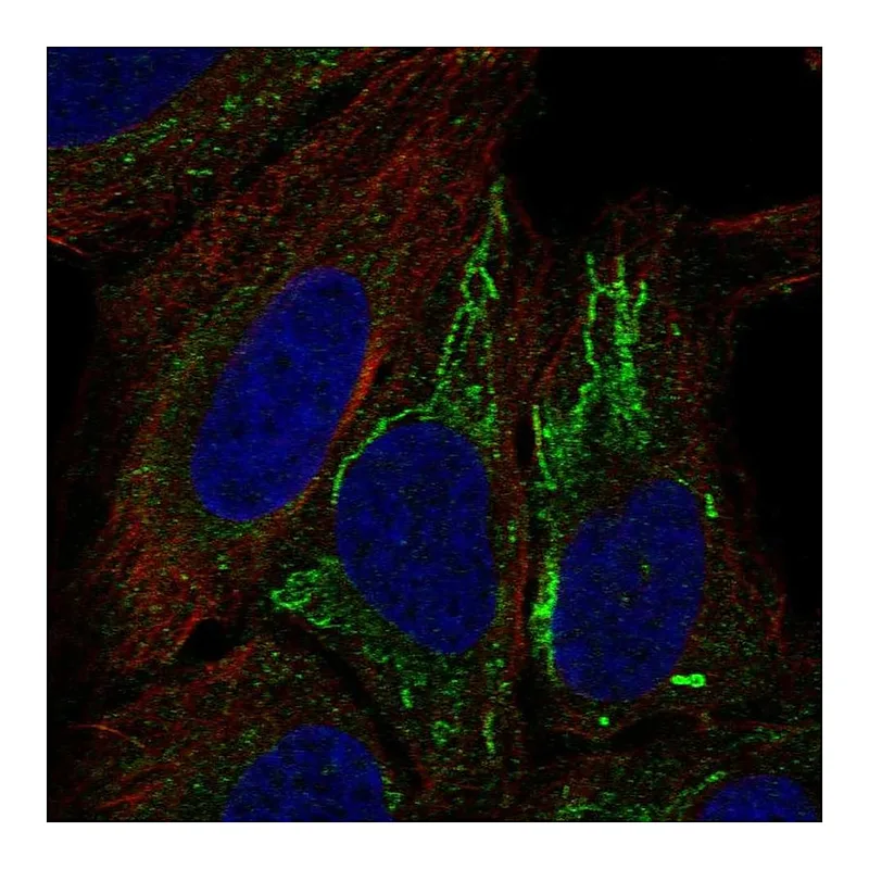 Atlas Antibodies Anti-MT-ND4L Antibody