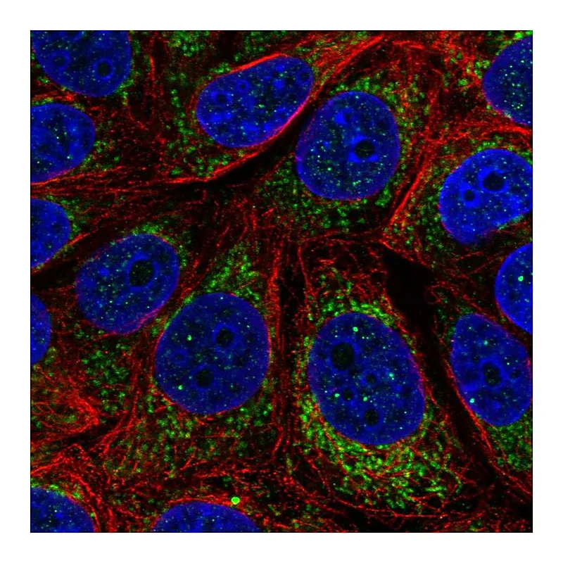 Atlas Antibodies Anti-MT-CYB Antibody