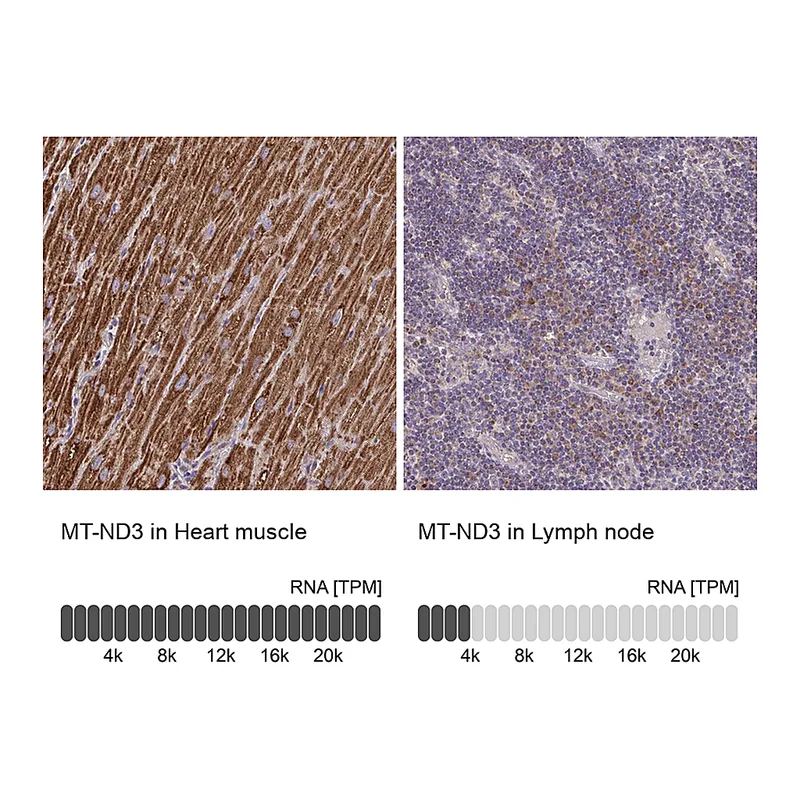 Atlas Antibodies Anti-MT-ND3 Antibody