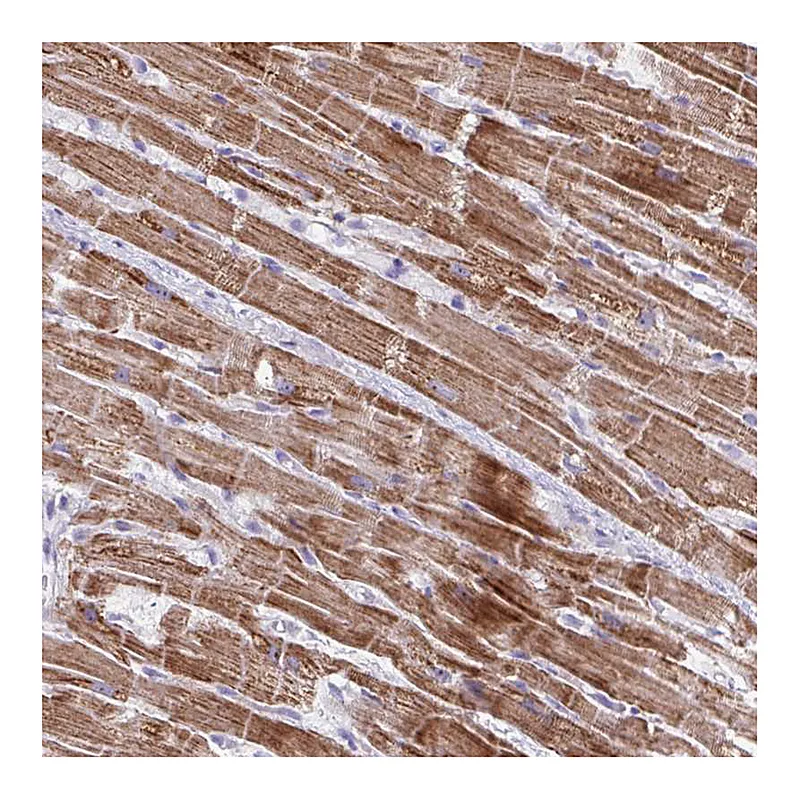 Atlas Antibodies Anti-MT-ND4 Antibody
