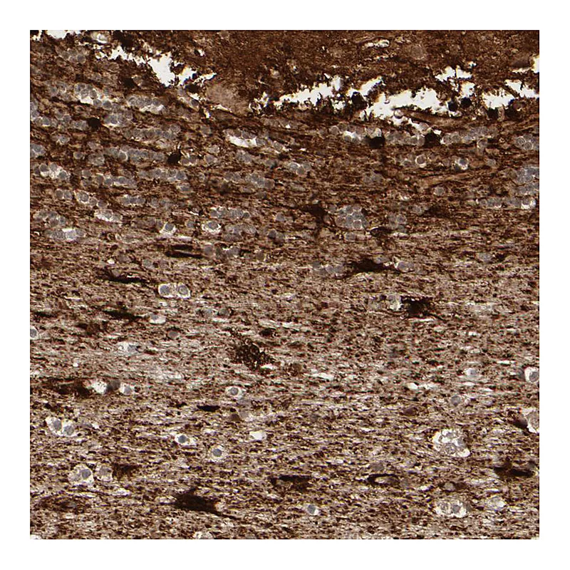 Atlas Antibodies Anti-MT3 Antibody
