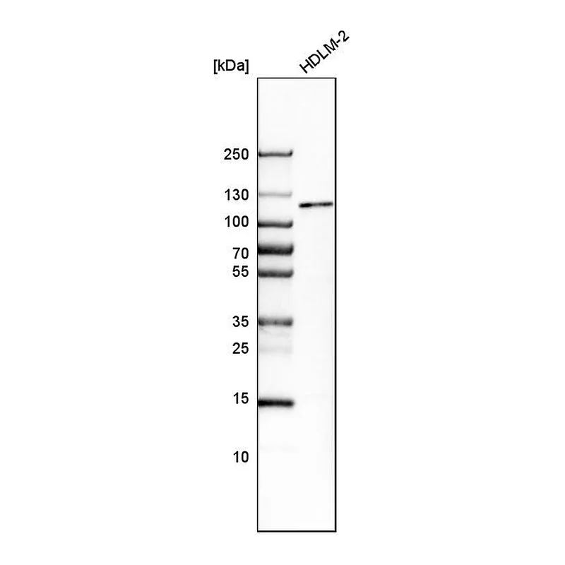 Atlas Antibodies Anti-MTF1 Antibody