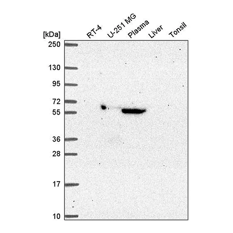 Atlas Antibodies Anti-MTF2 Antibody