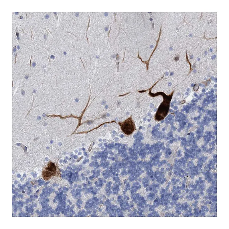 Atlas Antibodies Anti-MTFR1 Antibody