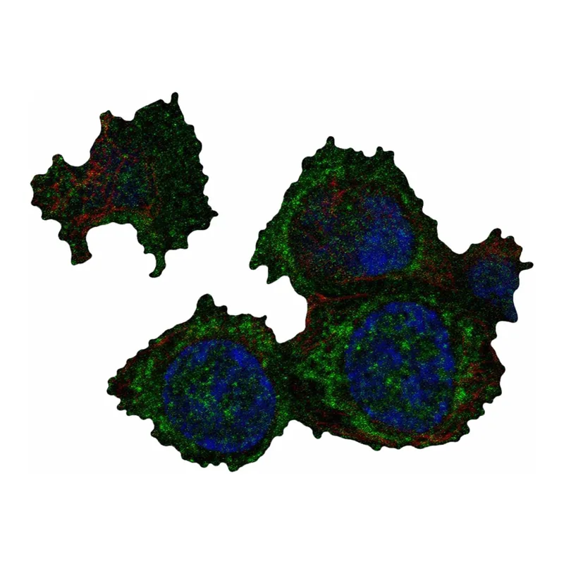 Atlas Antibodies Anti-MTFP1 Antibody