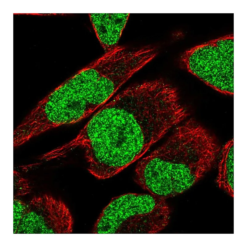Atlas Antibodies Anti-MTF2 Antibody