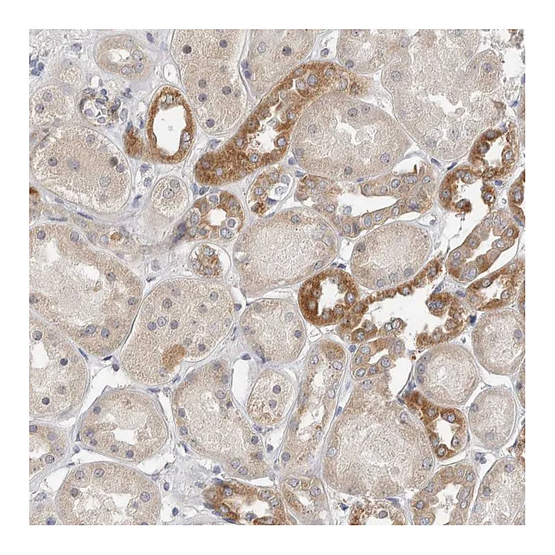 Atlas Antibodies Anti-MTFR1L Antibody