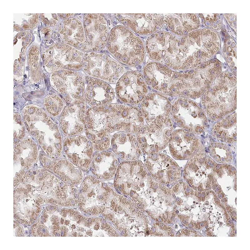 Atlas Antibodies Anti-MTG1 Antibody
