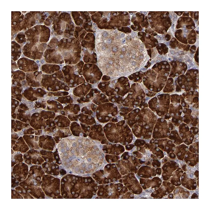 Atlas Antibodies Anti-MTHFD1 Antibody