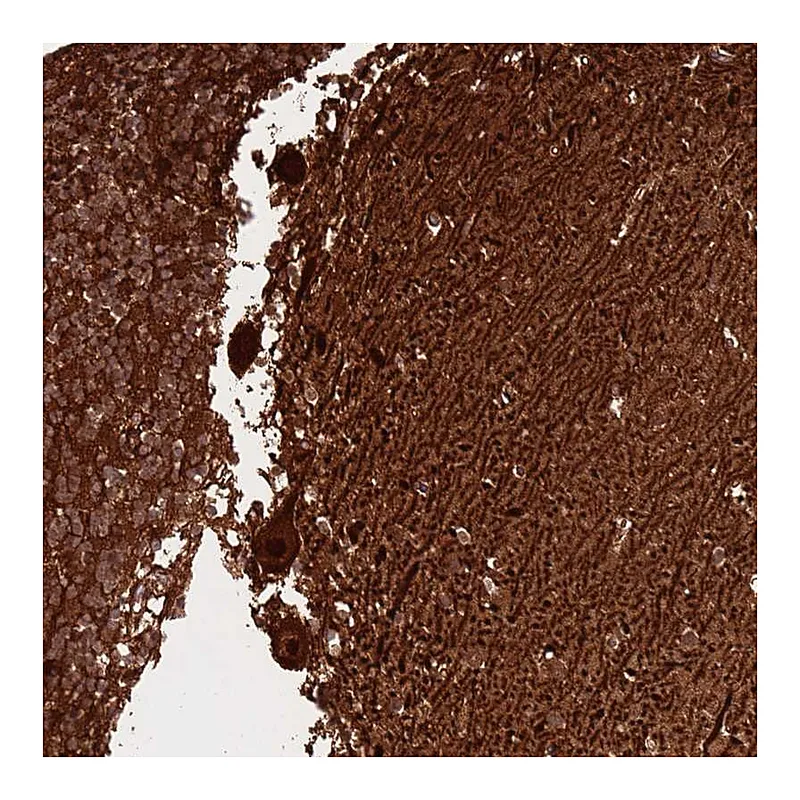 Atlas Antibodies Anti-MTG2 Antibody