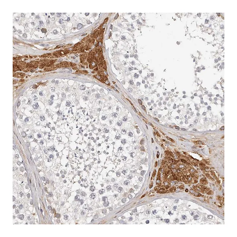 Atlas Antibodies Anti-MTFR2 Antibody