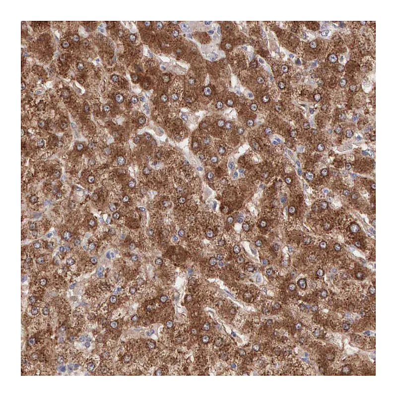 Atlas Antibodies Anti-MTHFD1 Antibody