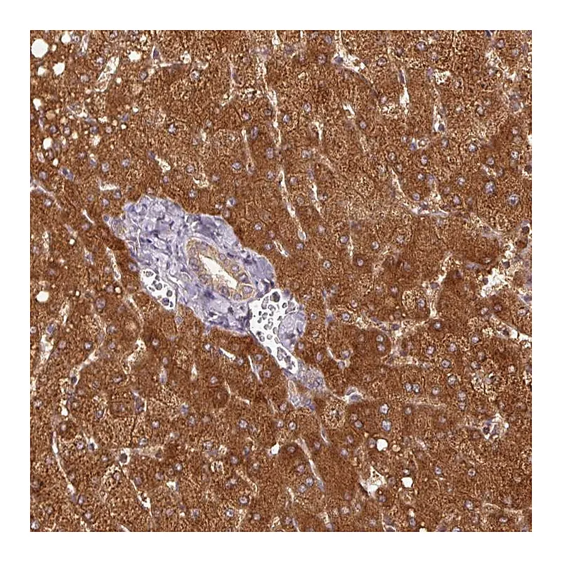 Atlas Antibodies Anti-MTHFD1 Antibody